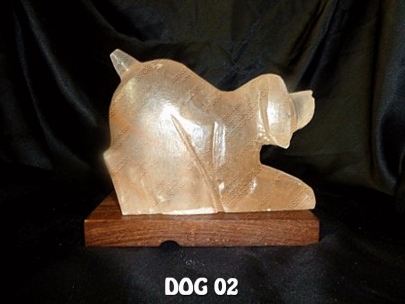 DOG 02