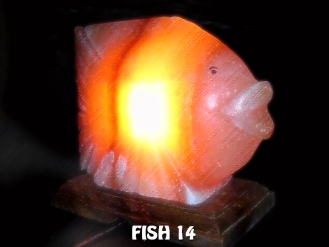 FISH 14