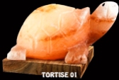 TORTISE 01