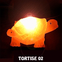 TORTISE 02