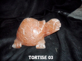 TORTISE 03